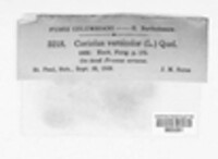 Coriolus versicolor image
